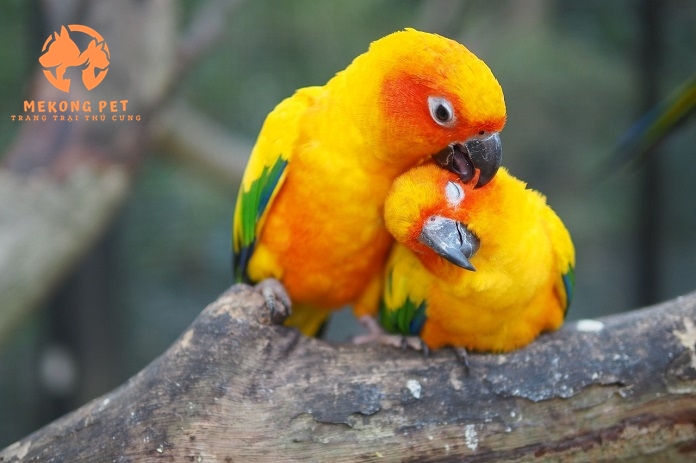Mua Bán Vẹt Sun Conure Uy Tín Tại TP.HCM
